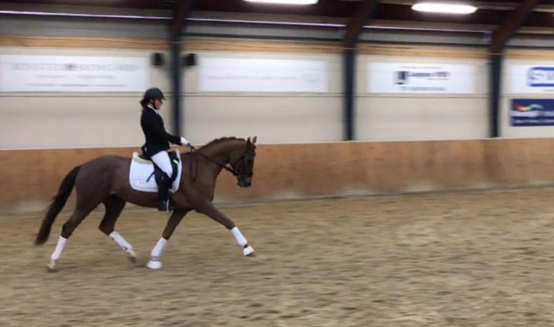 Dansk Varmblod Tropical - Skårupgård, februar 2017 billede 14