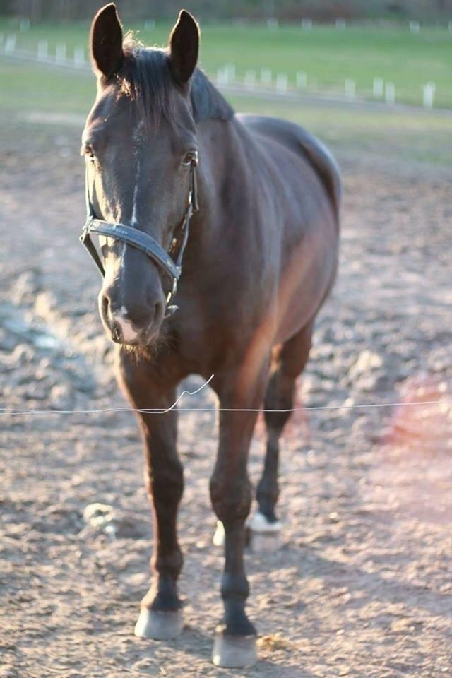 Anden særlig race Crixus billede 1