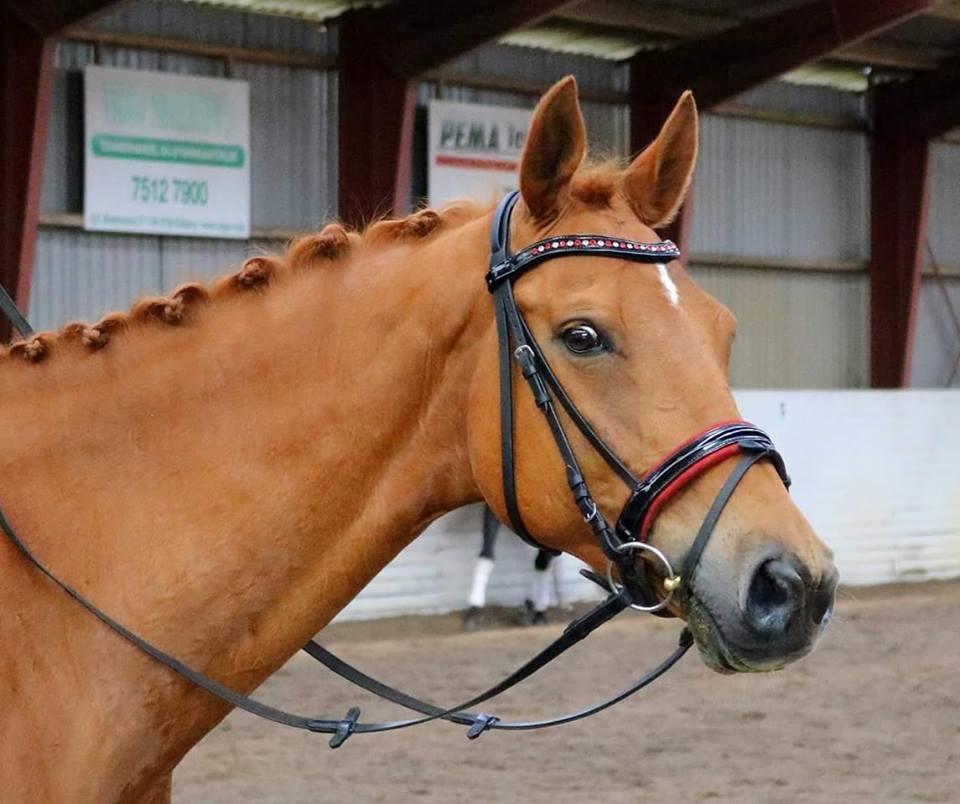 Dansk Varmblod Maxin billede 1