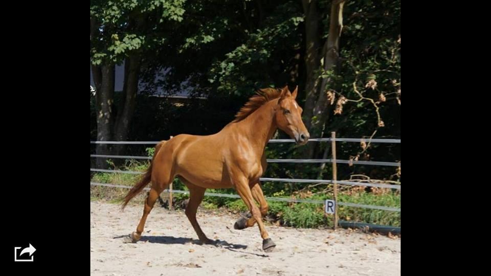 Dansk Varmblod Maxin - Sommerlækker! billede 4