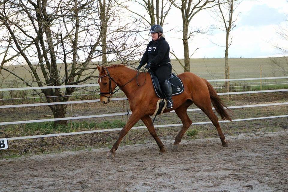 Dansk Varmblod Maxin - Træning af middeltrav. billede 5