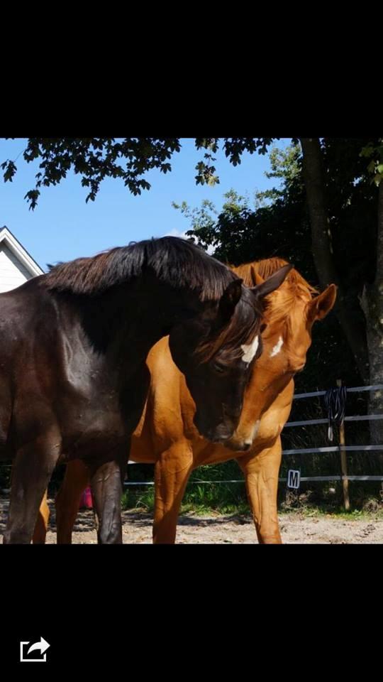 Dansk Varmblod Maxin - Junior og Maxin. De var hinandens bedste ven og uadskillelige! billede 3