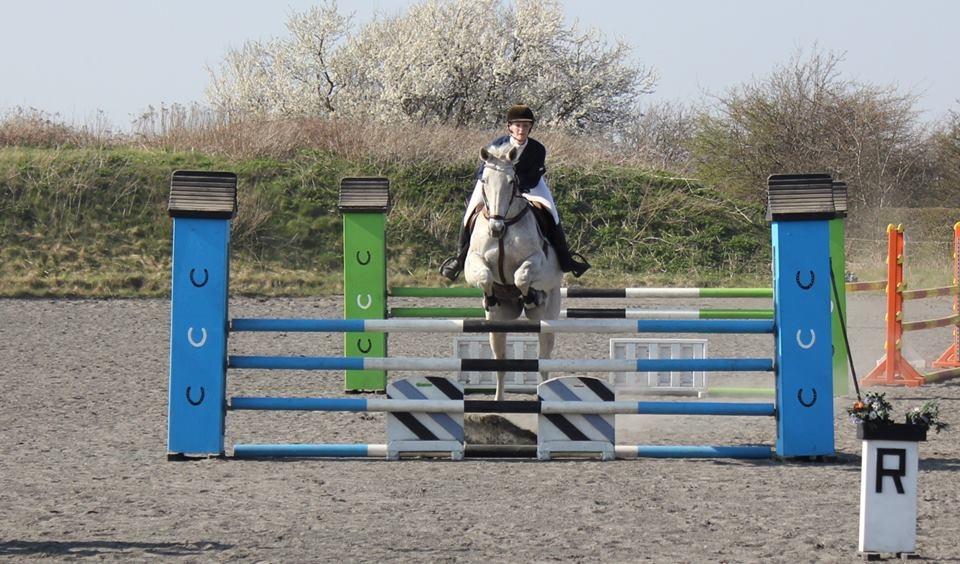 Tjekkisk Varmblod  Wavo carta billede 12