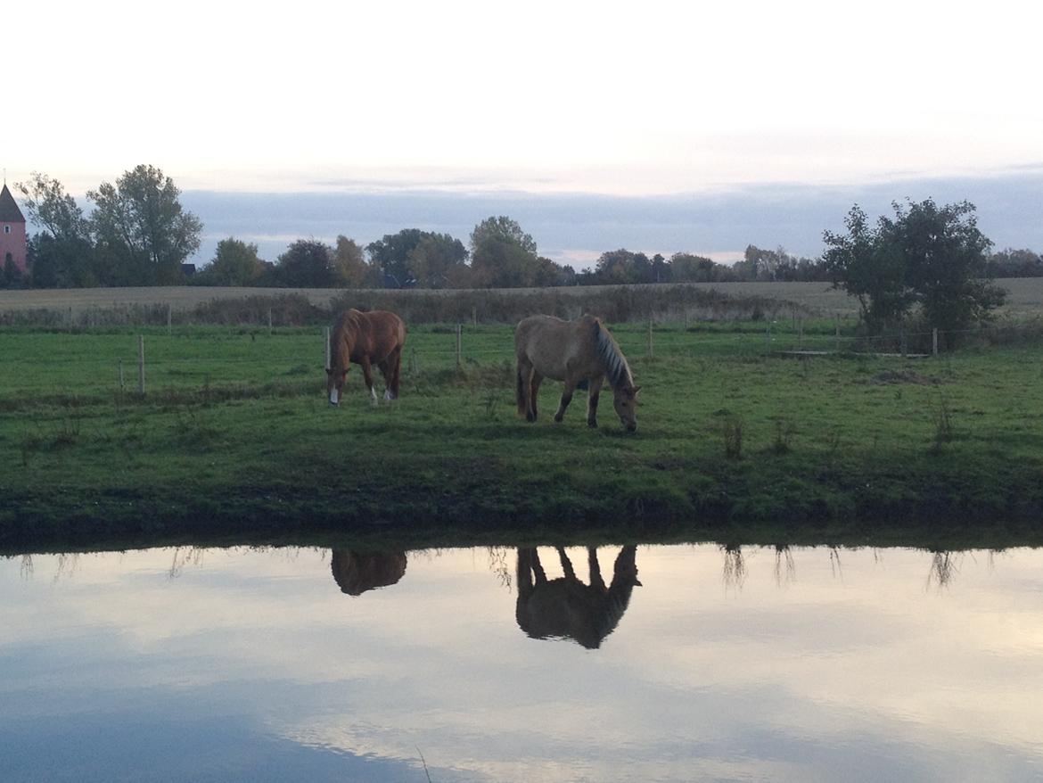 Anden særlig race - Dino (Buller) - Sensommer 16'  billede 4