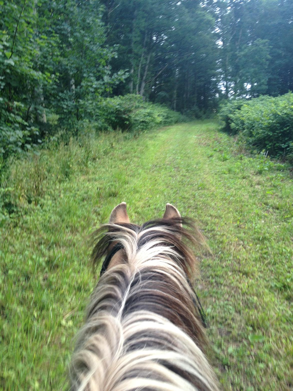 Anden særlig race - Dino (Buller) - Sommer 2016 - Ovstrup/hannenov skov billede 18