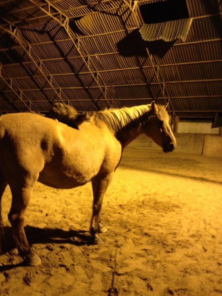 Anden særlig race - Dino (Buller) - Buller og Yndlings Olivia - efterår 2015 billede 14