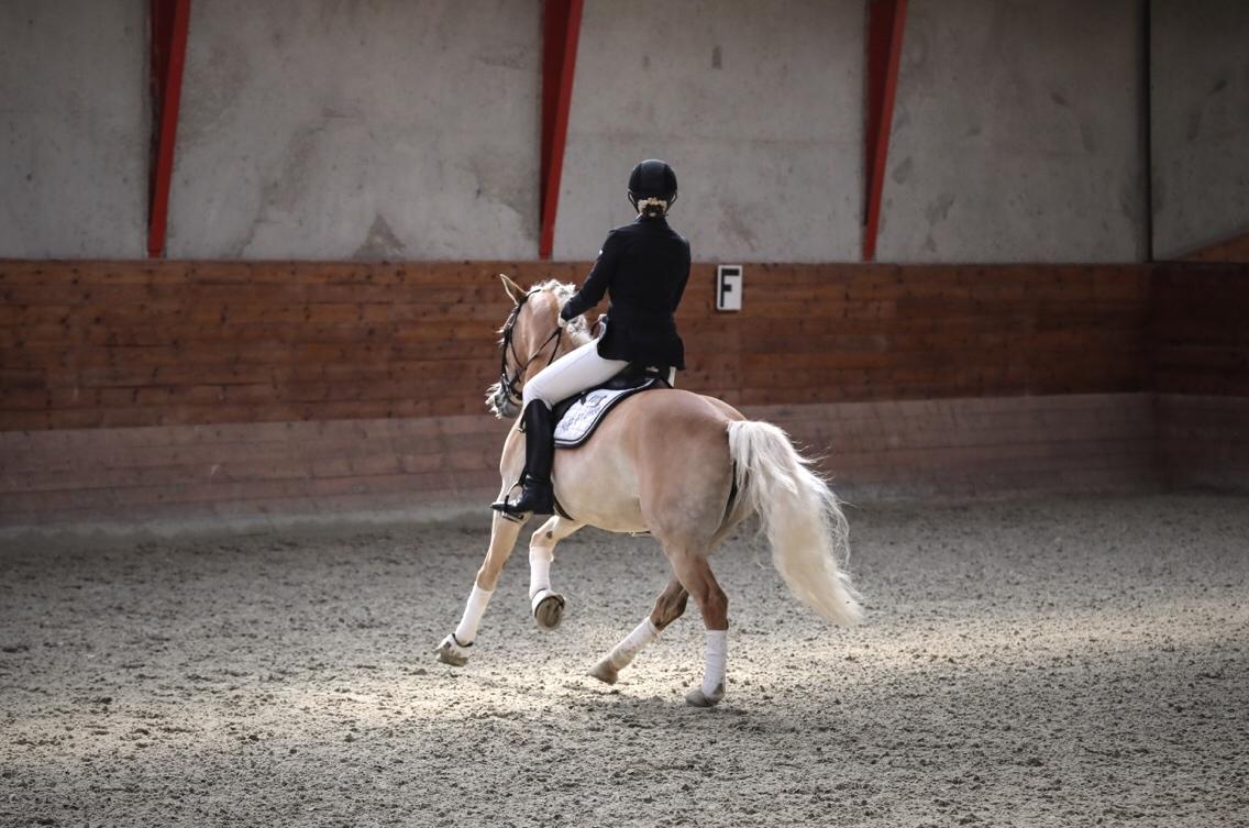 Tyroler Haflinger Haffi af elghuset billede 10