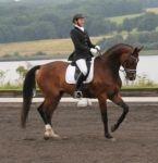 Dansk Varmblod Krones Caspian billede 20