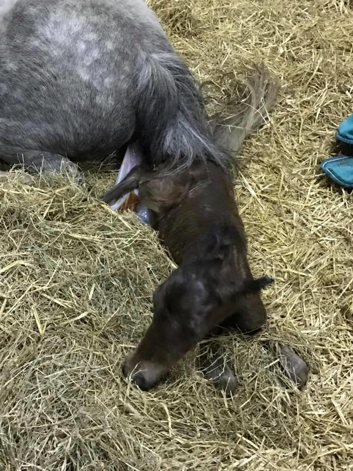 Welsh Partbred (Sec F) DJ Malthe Soleil - Lige blevet født... billede 20