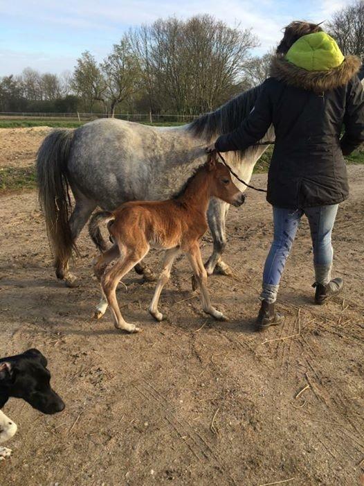 Welsh Partbred (Sec F) DJ Malthe Soleil - Første gang ude at gå! billede 19