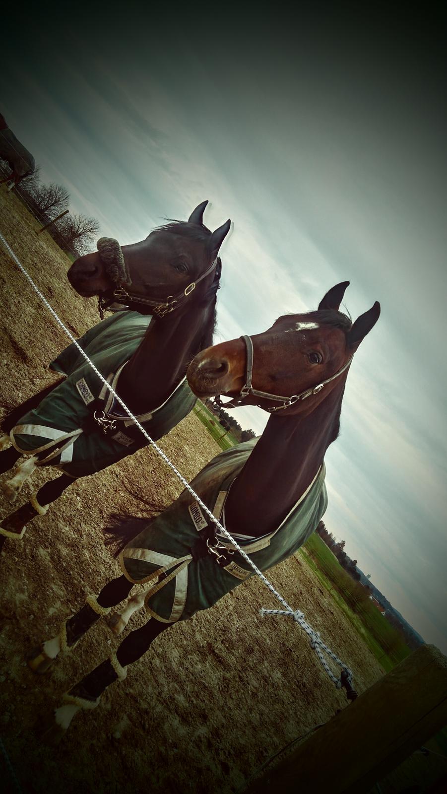 Oldenborg Gørklintgårds lilac billede 8