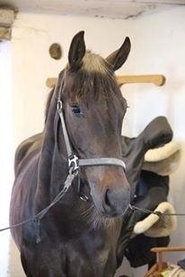 Oldenborg Gørklintgårds lilac billede 4