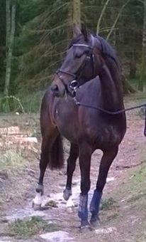 Oldenborg Gørklintgårds lilac billede 1