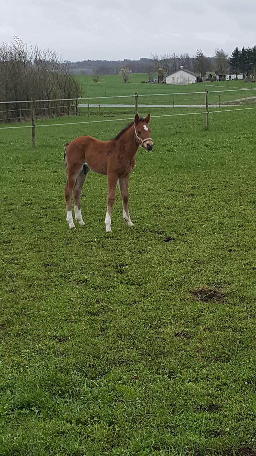 Welsh Partbred (Sec F) Struntze´s Go Believe - 12 dage gammel og elsker at være med på græs billede 18