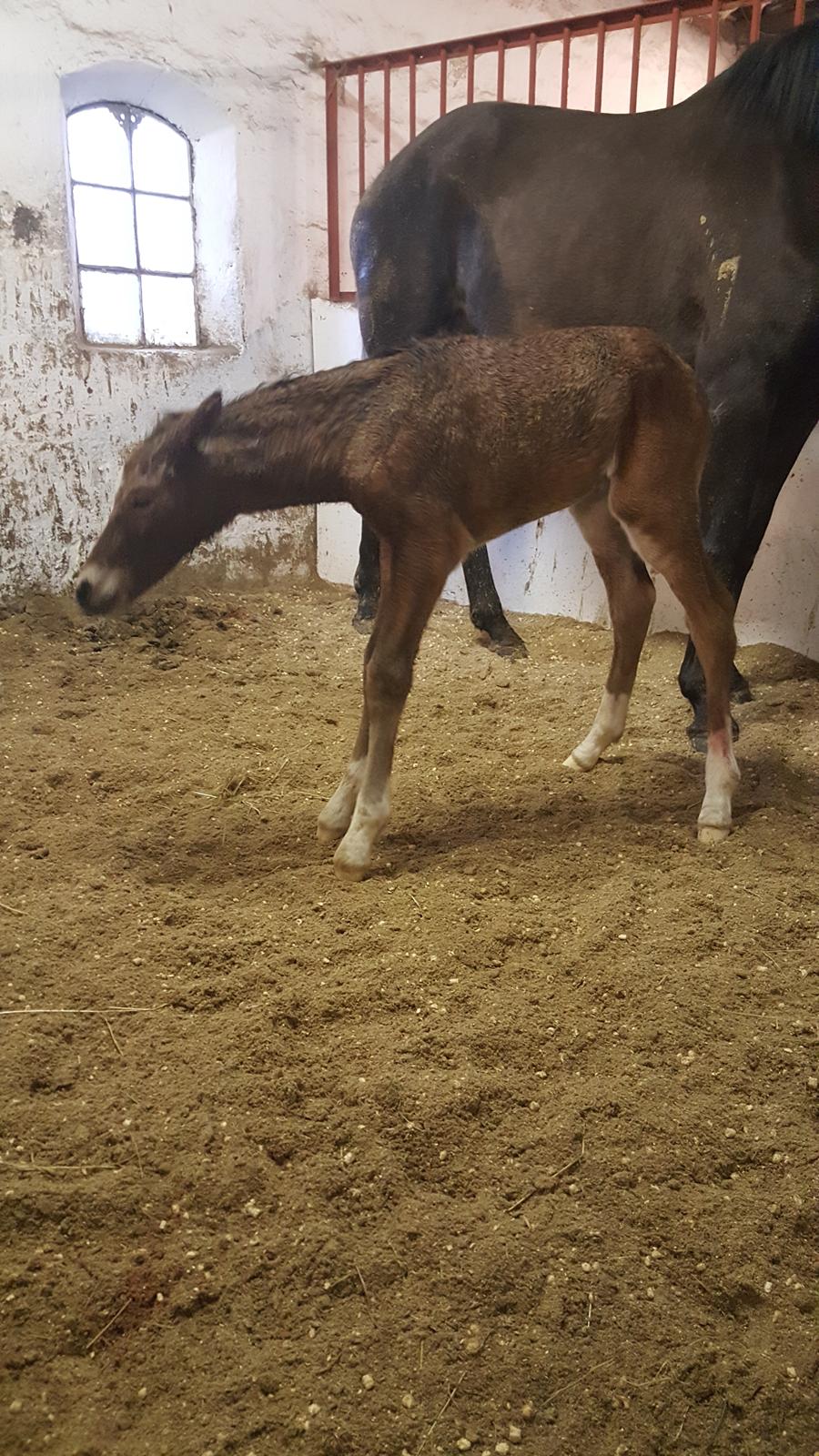 Welsh Partbred (Sec F) Struntze´s Go Believe - Lige kommet op og stå for første gang - det meget svært med de lange ben billede 19