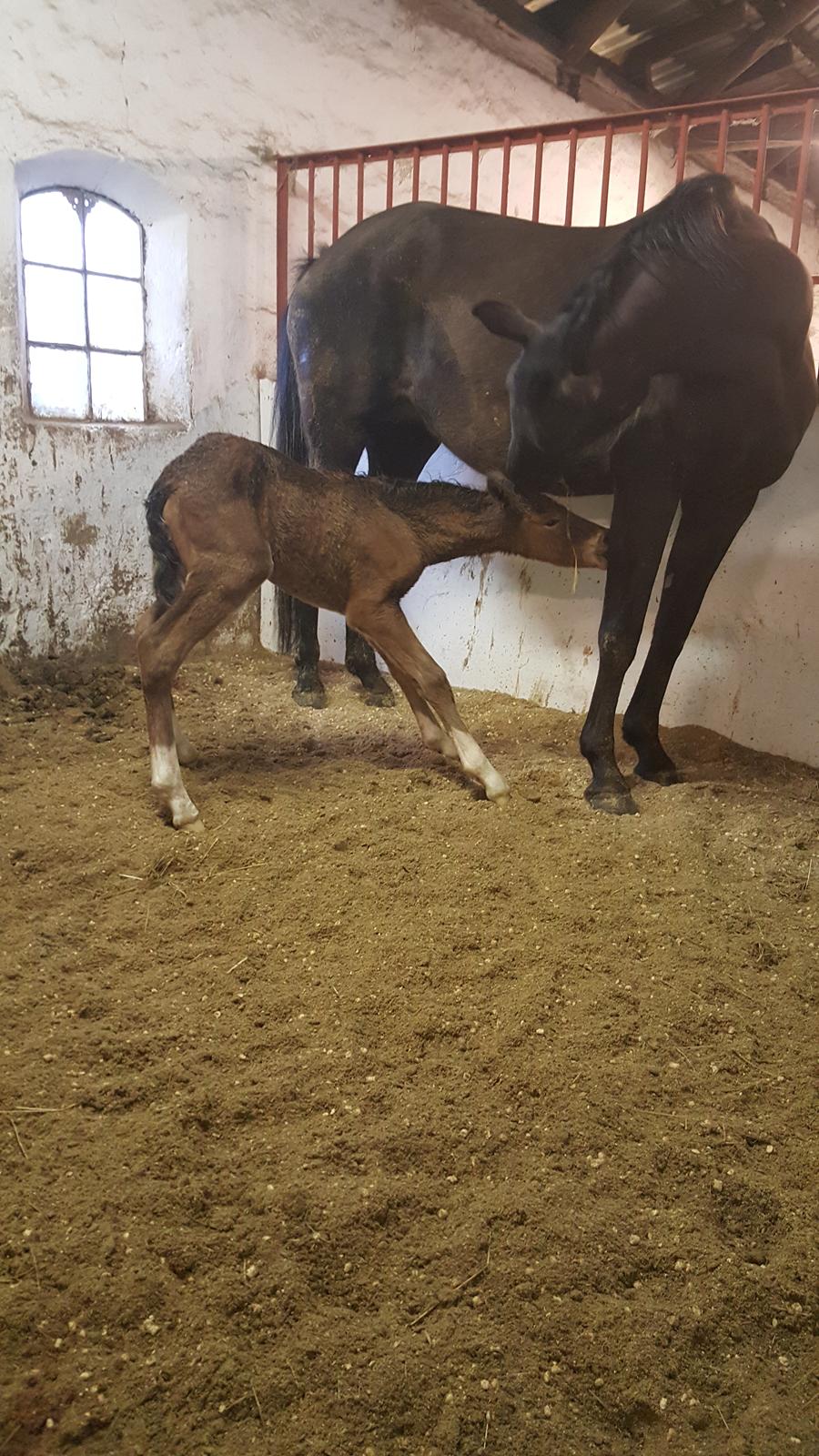 Welsh Partbred (Sec F) Struntze´s Go Believe - Carl prøver ihærdigt og lede efter mælk - kun godt og vel 45 min gammel billede 20