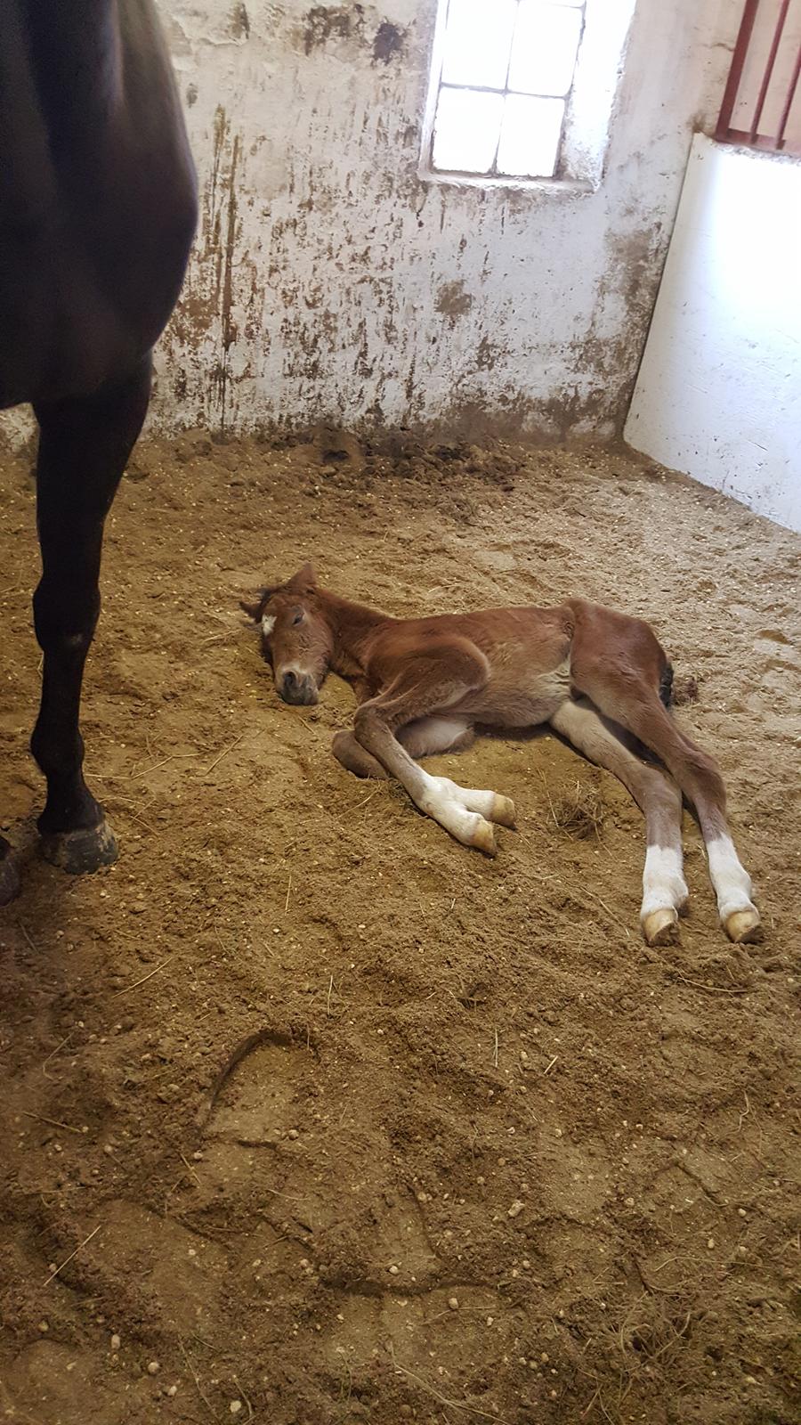 Welsh Partbred (Sec F) Struntze´s Go Believe - Carl har et rigtig goddt sove hjerte , men det også hårdt og være på fold og lege<3 billede 26