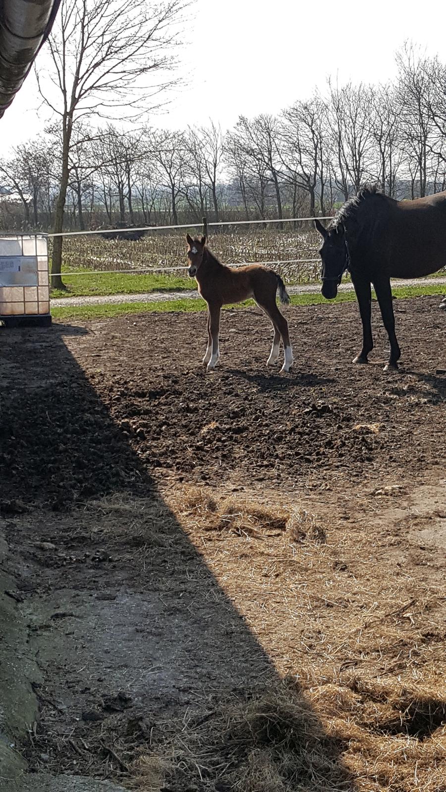 Welsh Partbred (Sec F) Struntze´s Go Believe - Ca 8 timer gammel og med mor på fold  billede 23