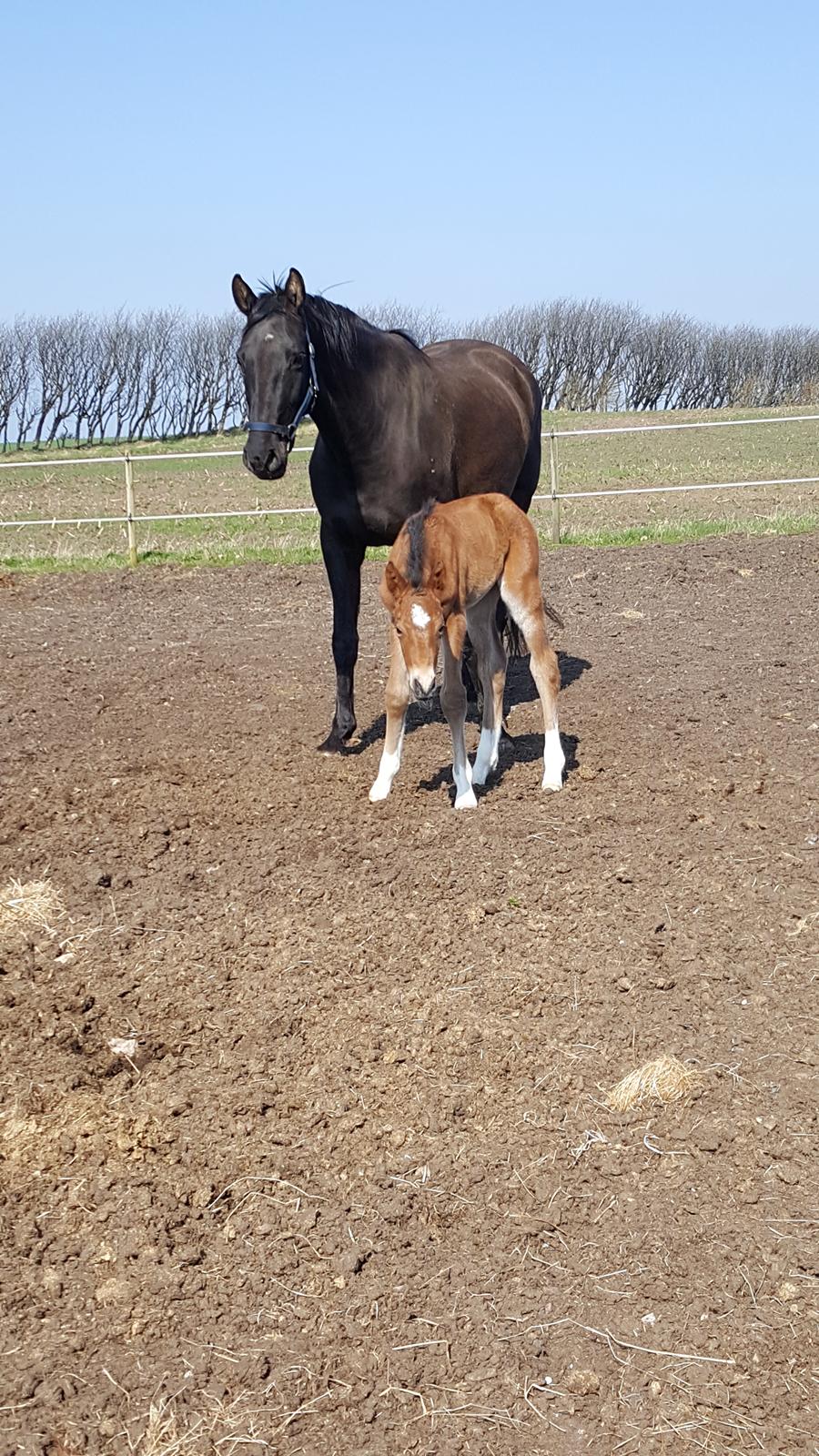 Welsh Partbred (Sec F) Struntze´s Go Believe - Ca 8 timer gammel og med mor på fold billede 25