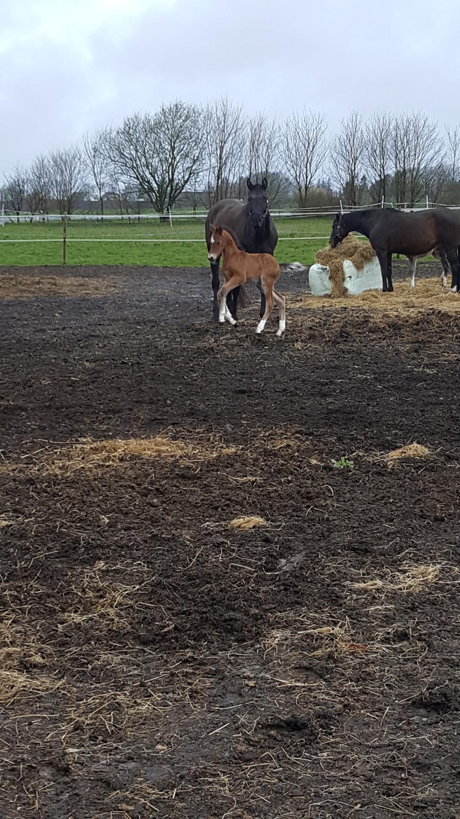 Welsh Partbred (Sec F) Struntze´s Go Believe billede 28