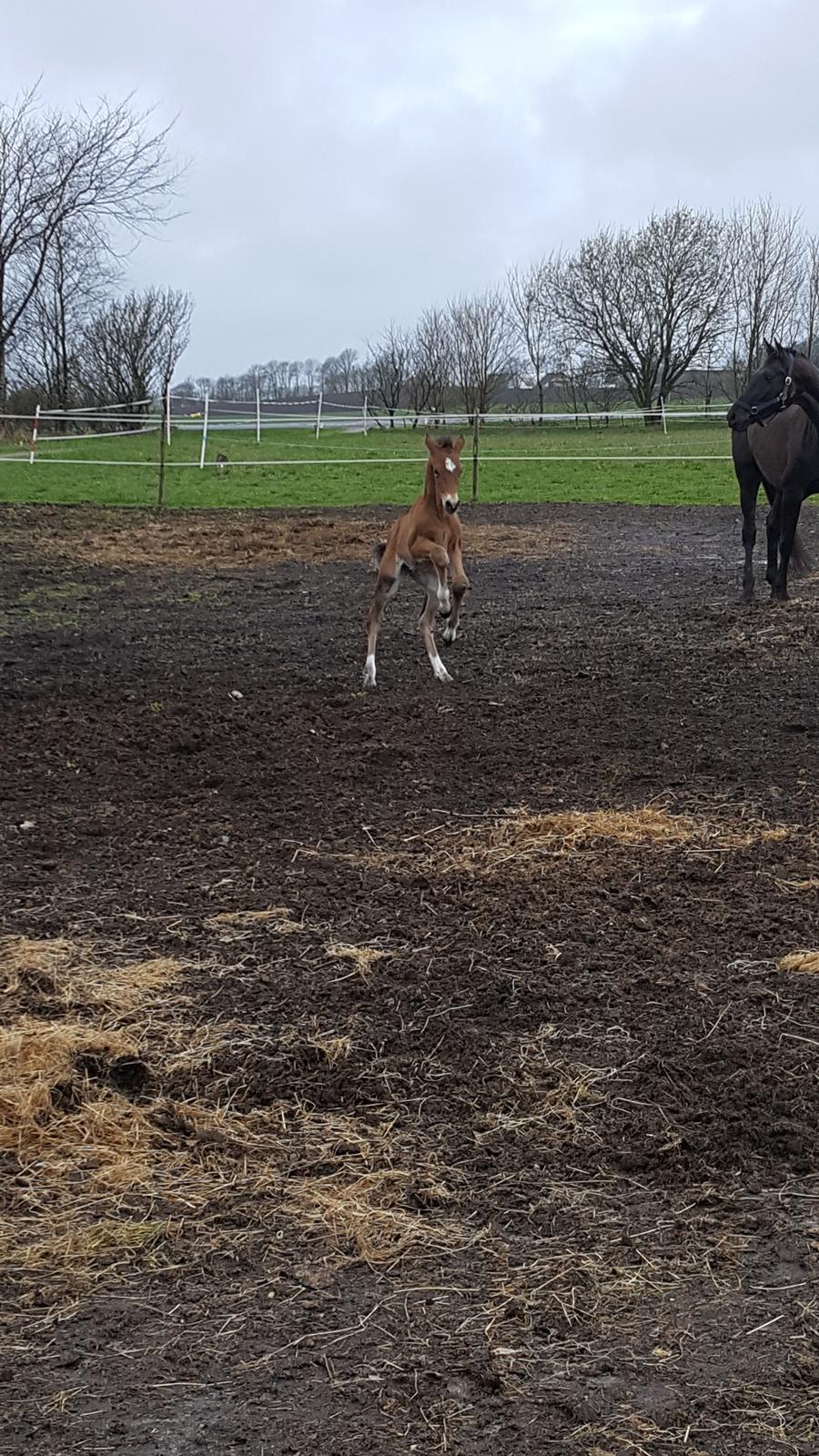 Welsh Partbred (Sec F) Struntze´s Go Believe - En skøn lille vild basse :) billede 29