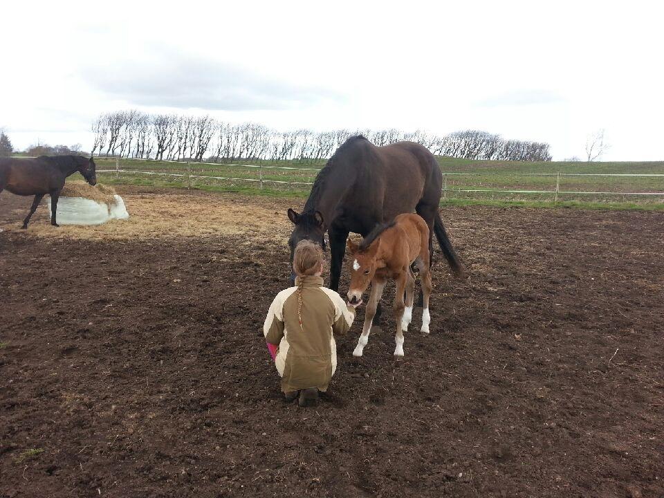 Welsh Partbred (Sec F) Struntze´s Go Believe billede 32