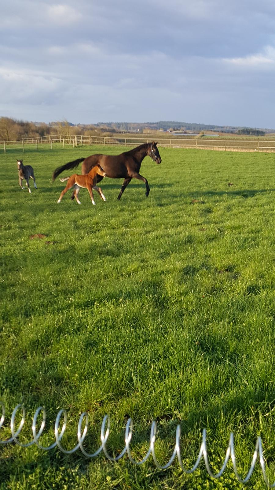 Welsh Partbred (Sec F) Struntze´s Go Believe - Første dag på græs , det var en STOR succes , Carl elsker og ræse rundt i græsset , lige så han er helt grøn på alle sokkerne :) billede 34