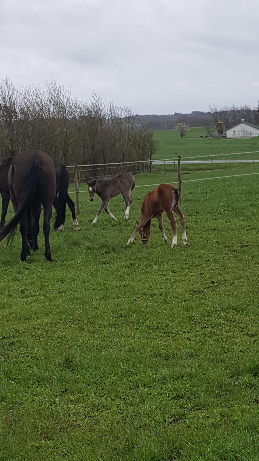 Welsh Partbred (Sec F) Struntze´s Go Believe - Lange ben er ikke altid så nemt når man er sulten  billede 35