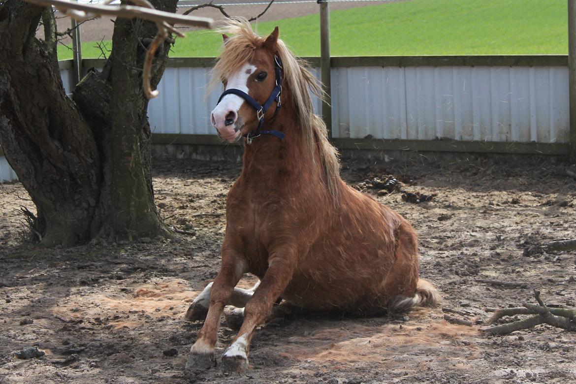 Welsh Mountain (sec A) Fakla Calypso - Godt med en rulletur =D billede 11