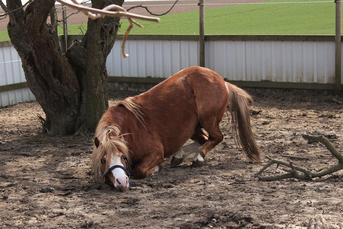 Welsh Mountain (sec A) Fakla Calypso - Godt med en rulletur =) billede 12