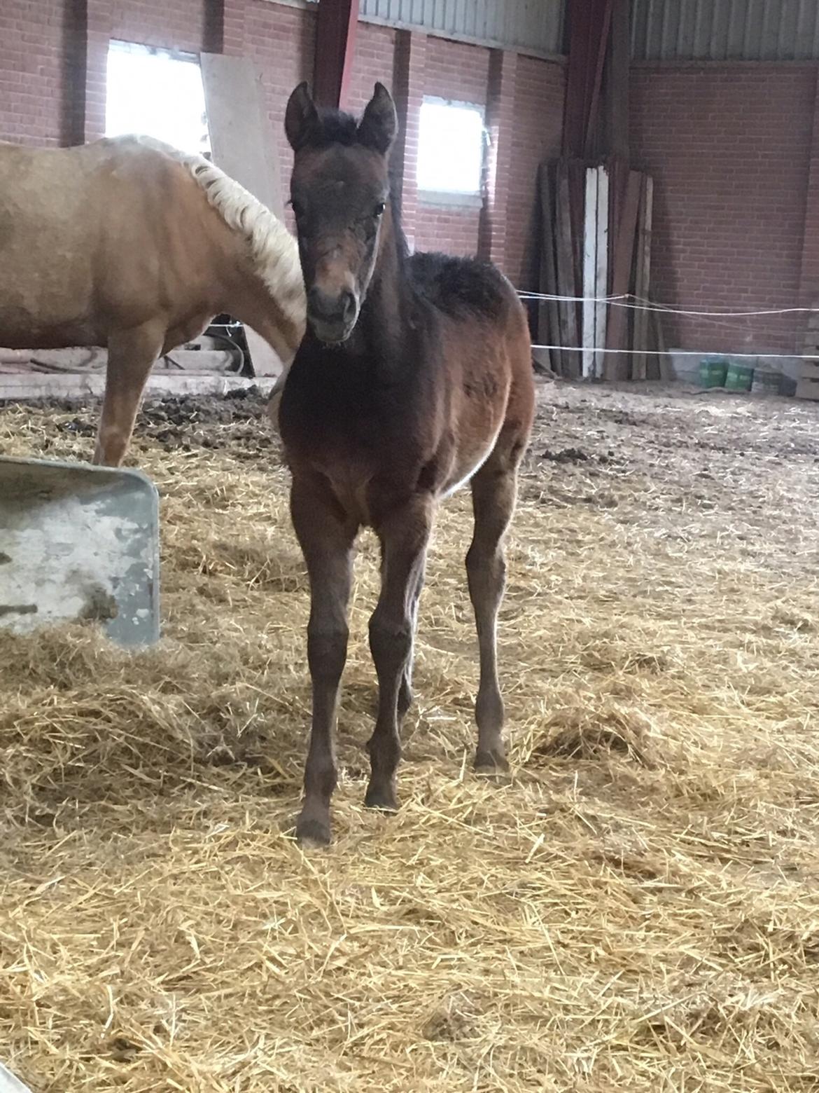 Anden særlig race Anyskas Adina billede 1