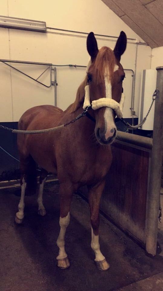 Dansk Varmblod Lester-Qvist billede 6