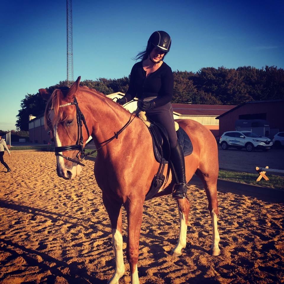 Dansk Varmblod Lester-Qvist billede 7