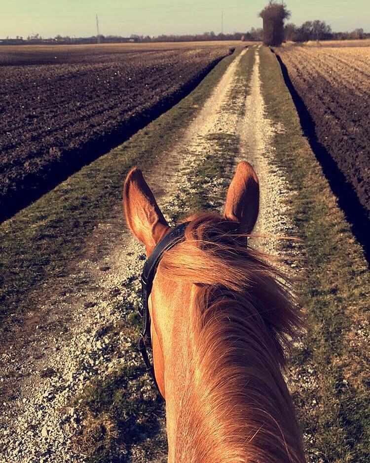 Dansk Varmblod Lester-Qvist billede 15
