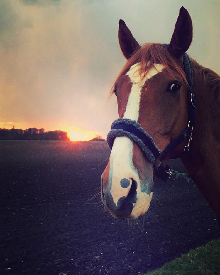 Dansk Varmblod Lester-Qvist billede 18