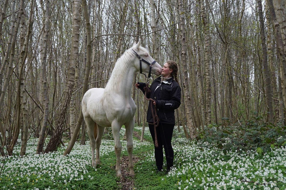 Anden særlig race Dyrekjærs Amazing Damian (solgt) - April 17 billede 17