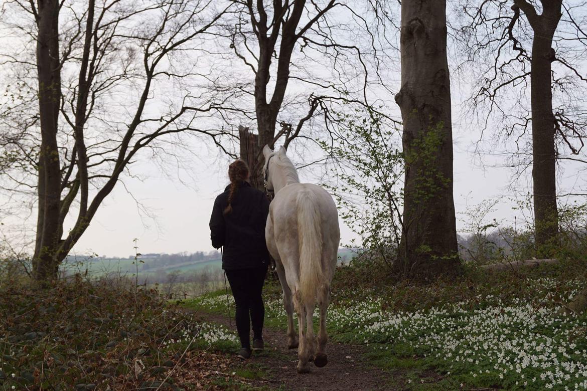 Anden særlig race Dyrekjærs Amazing Damian (solgt) - April 17 billede 3