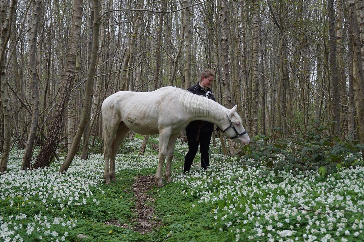 Anden særlig race Dyrekjærs Amazing Damian (solgt) - April 17 billede 18
