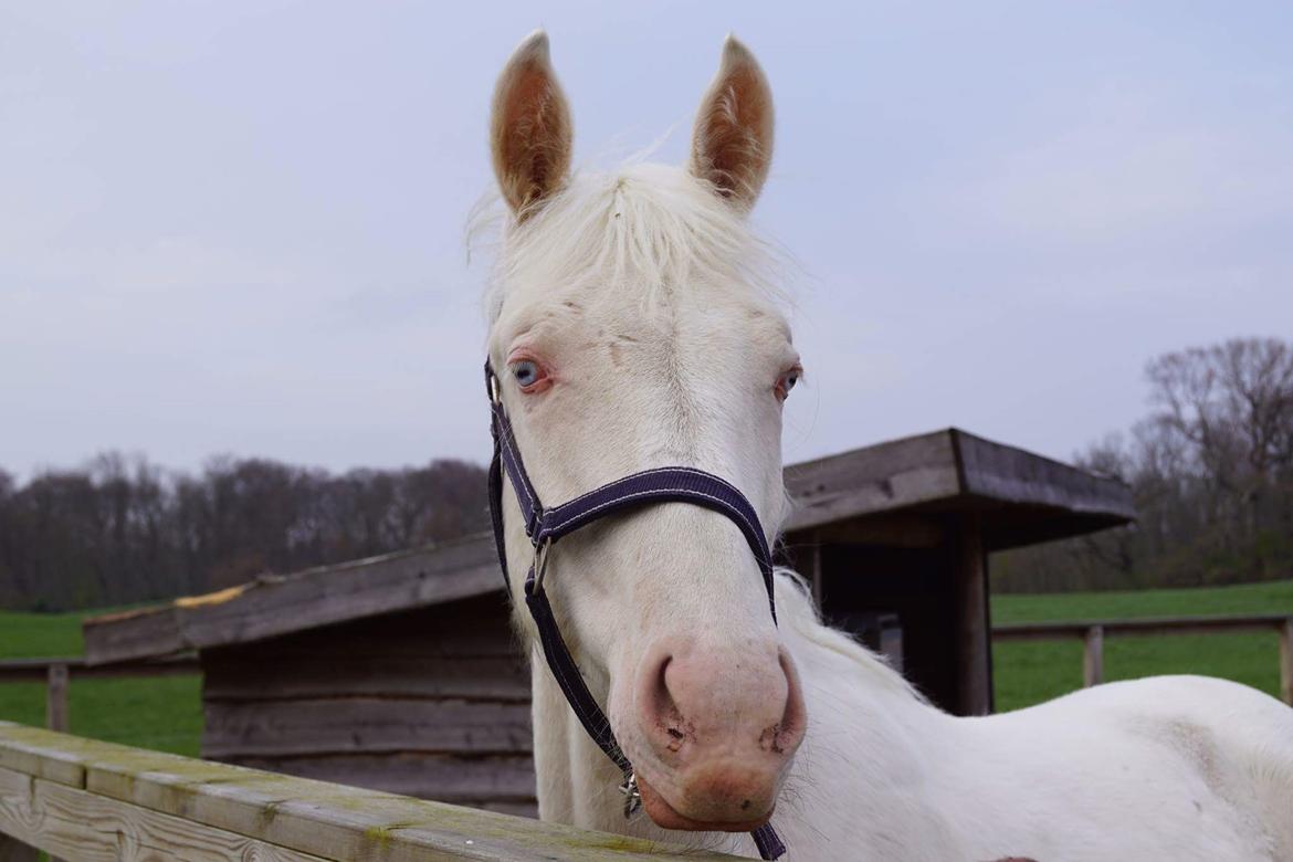 Anden særlig race Dyrekjærs Amazing Damian (solgt) - April 17 billede 12