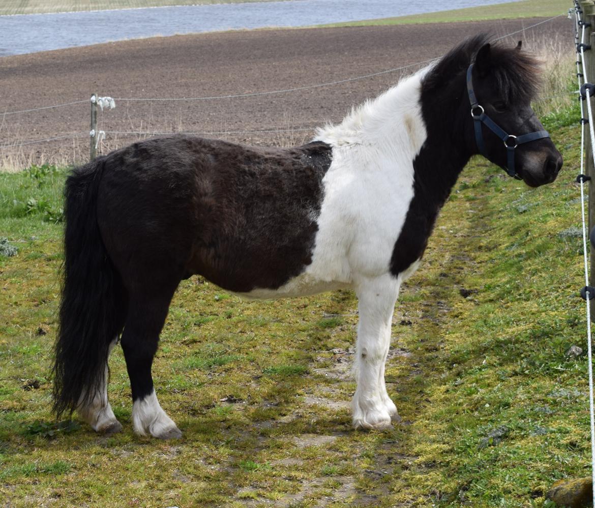 Anden særlig race Albert billede 2