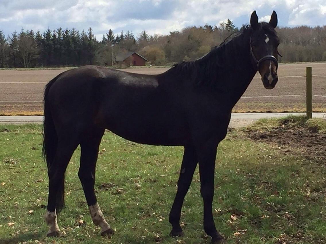 Hannoveraner Don Pedro billede 2