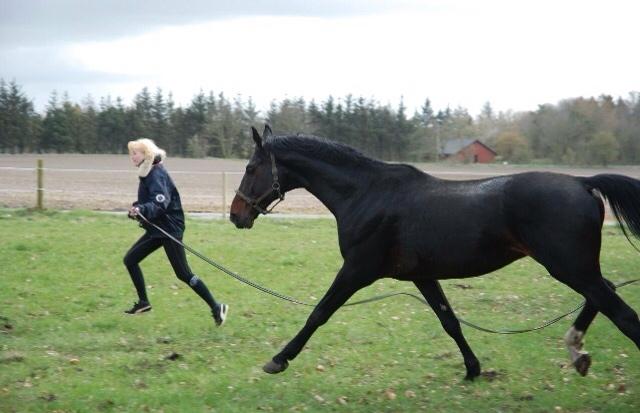 Hannoveraner Don Pedro billede 3