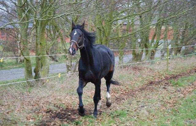 Hannoveraner Don Pedro billede 4