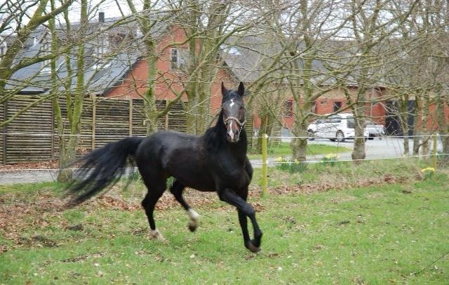 Hannoveraner Don Pedro billede 5