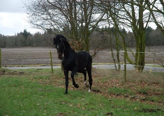 Hannoveraner Don Pedro billede 6