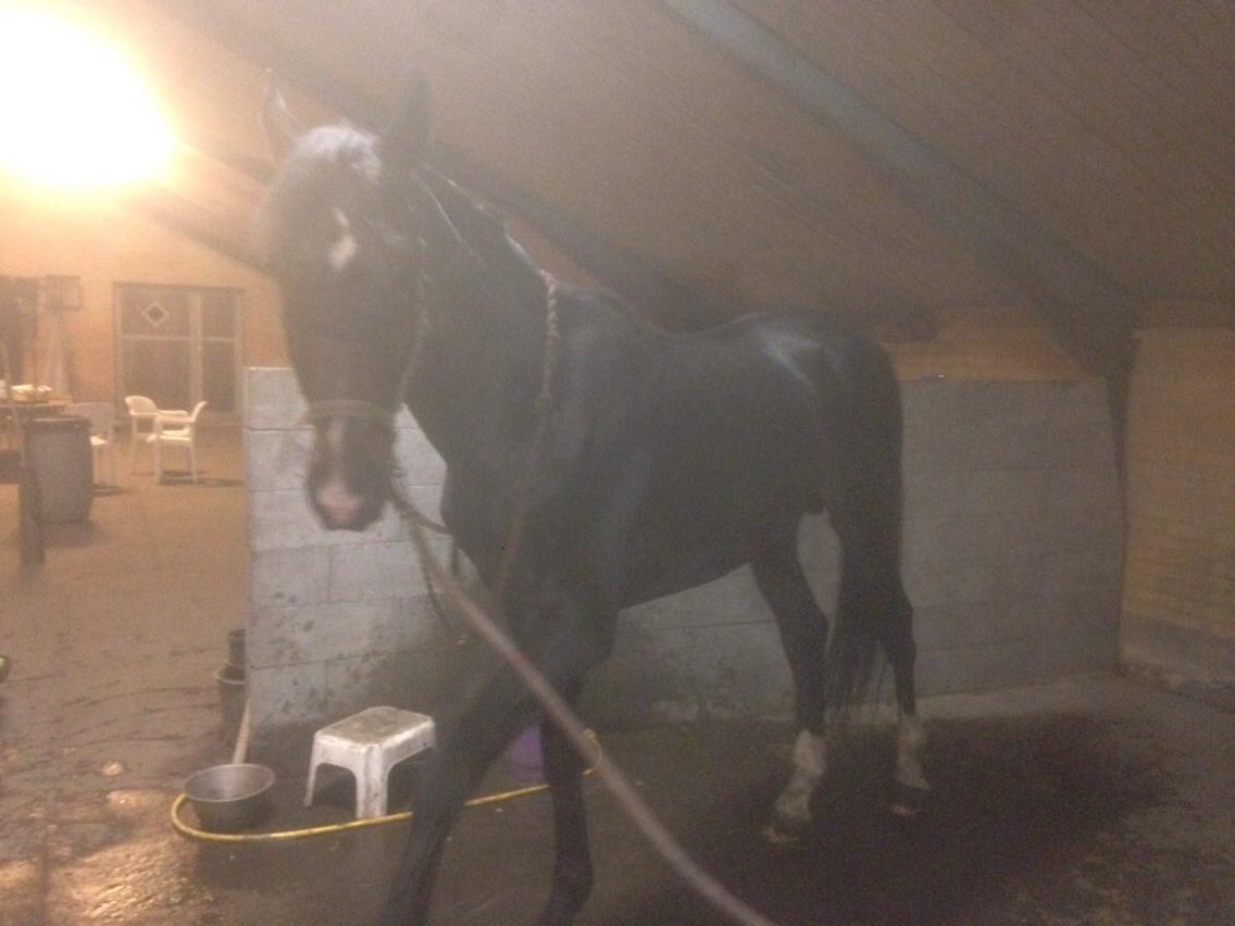 Hannoveraner Don Pedro billede 7