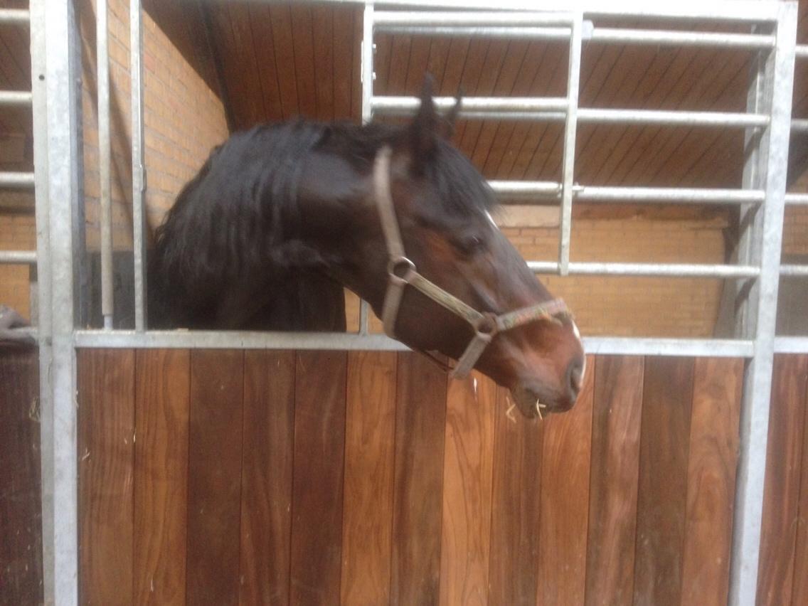 Hannoveraner Don Pedro billede 8