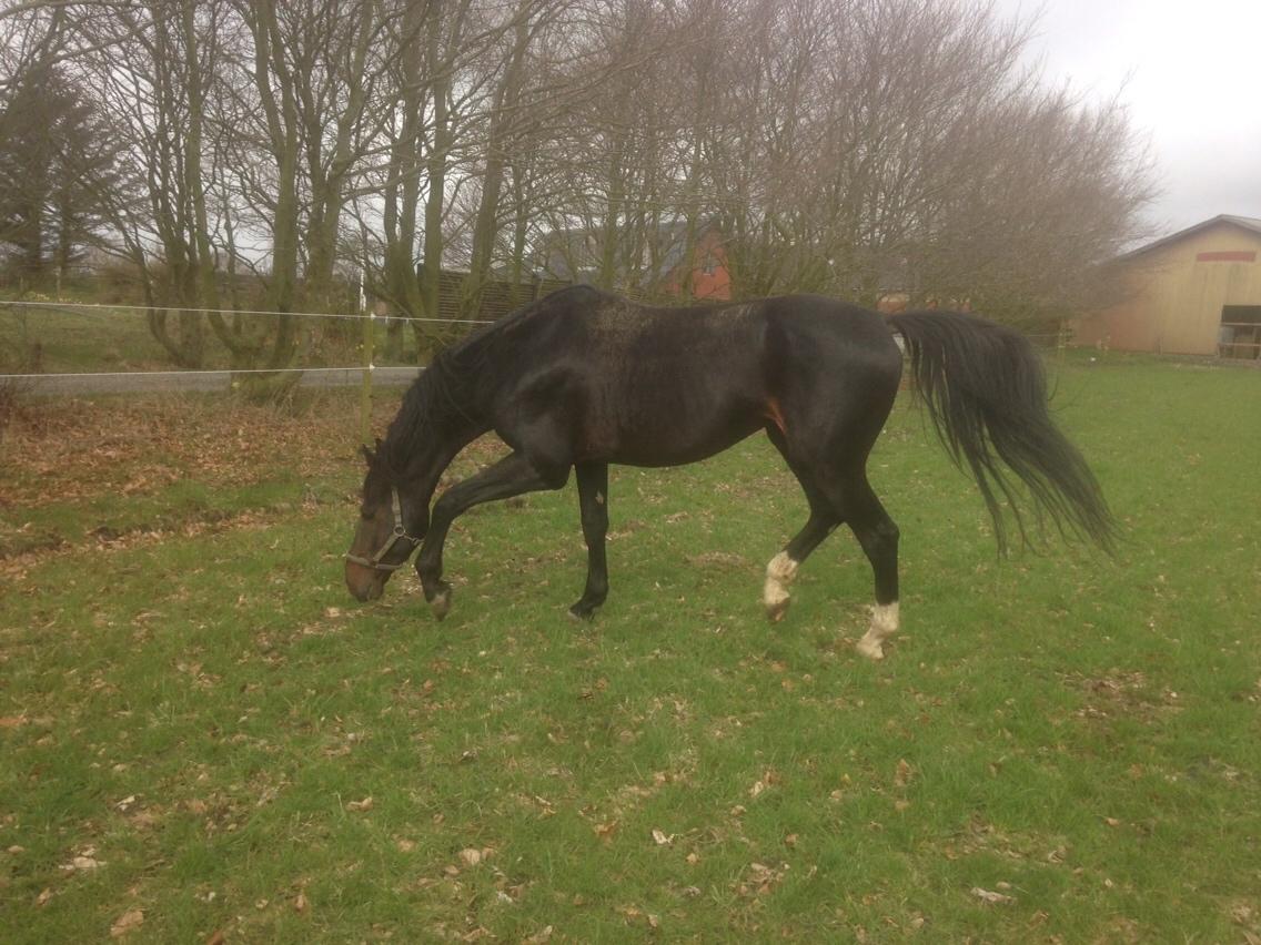 Hannoveraner Don Pedro billede 9