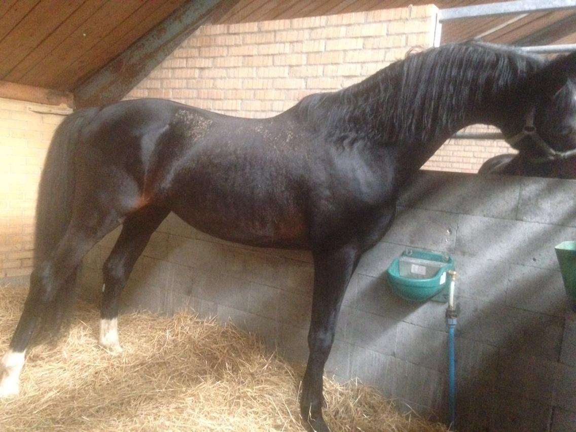 Hannoveraner Don Pedro billede 10