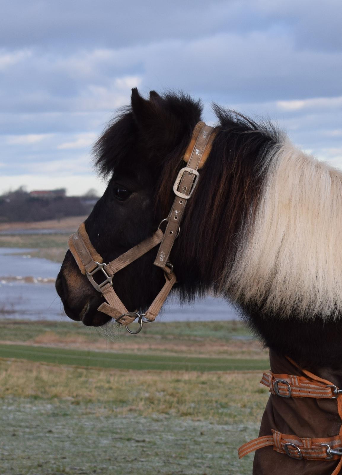 Anden særlig race Albert billede 6